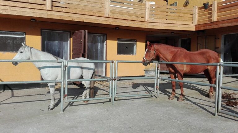 reitstall hansen1 768x431