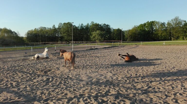 reitstall hansen2 768x431