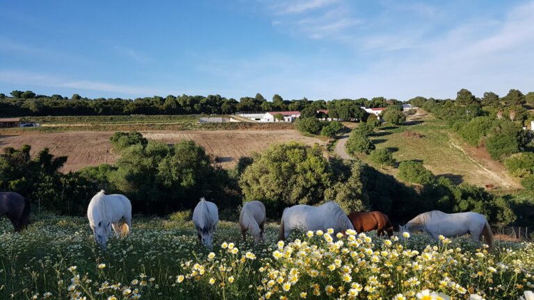 Reiturlaub Finca la Mimbre Reiturlaub Finca la Mimbre